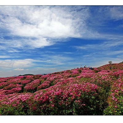 황매산철죽...