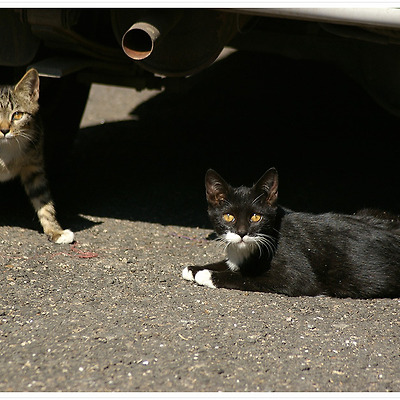 고양이들 2011.09.26