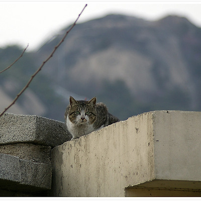 성곽 고양이 2011.04.17