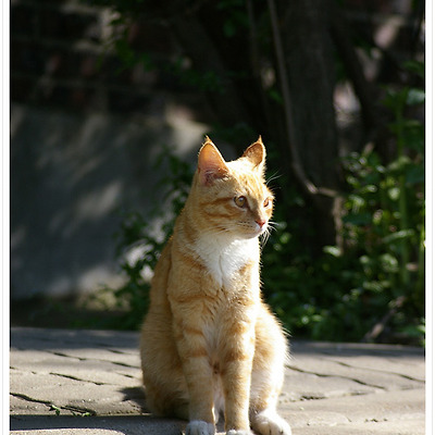 서대문 안산 고양이 미스터리 2011.05.14