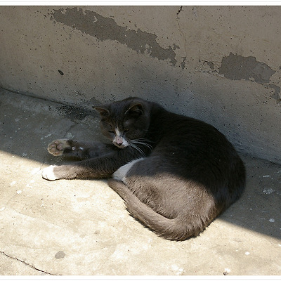 고양이 2011.06.11-13