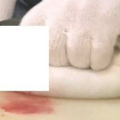 복어 회써는거 보고 우는 아이즈원 미야와키 사쿠라