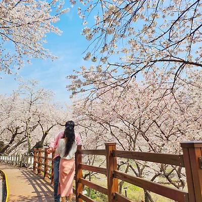 다시 돌아온 벚꽃 시즌의 왕좌, 하동 십리벚꽃길 (+주차, 포토존 등)