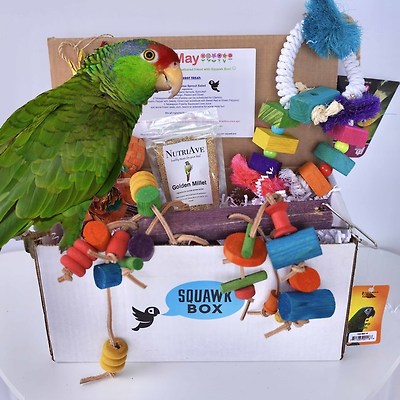 새를 위한 서브스크립션 Squawk Box, 창립 5주년을 맞아  웹사이트 업그레이드