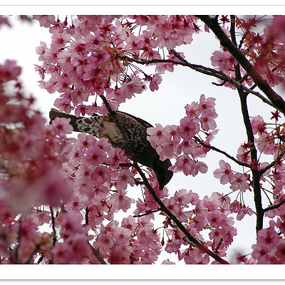 [K100D] 벚꽃 - 우에노 공원 2009.03.27
