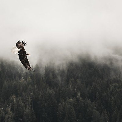낮 동안 숲속을 날아다니는 대머리 독수리