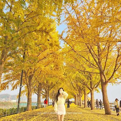 [가을 단풍 여행] 전국 가을 은행나무길 추천 TOP 10