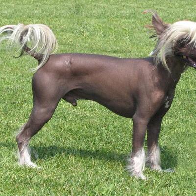 차이니즈 크레스티드, 몸에 땀샘이 있는 독특한 개