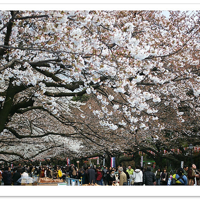 [K100D] 우에노 공원 2009.03.27