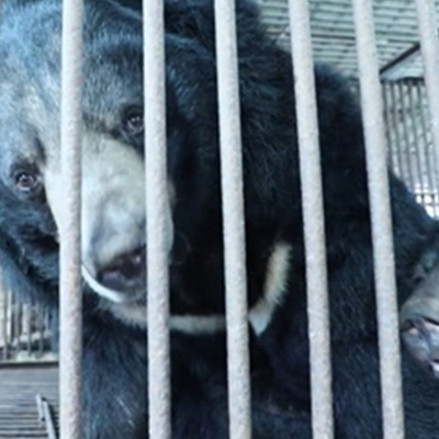 SBS TV동물농장, 곰 사육장의 참혹한 현실 조명