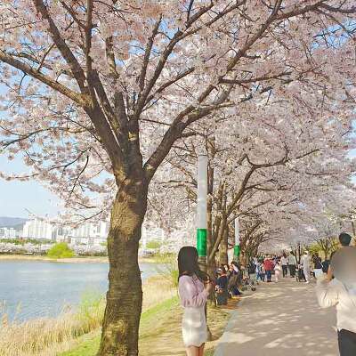 산책하기 좋은 수원 벚꽃 명소 베스트 10 데이트 추천!