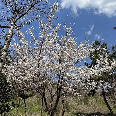 진해 벚꽃 개화상황 실시간 시내는 아직!