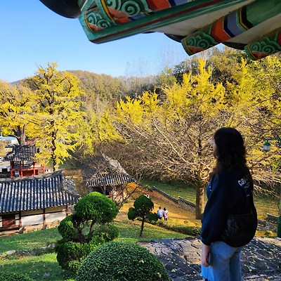함안 나들이 가볼만한 곳 "함안향교" 노란단풍 은행나무 보러 가기