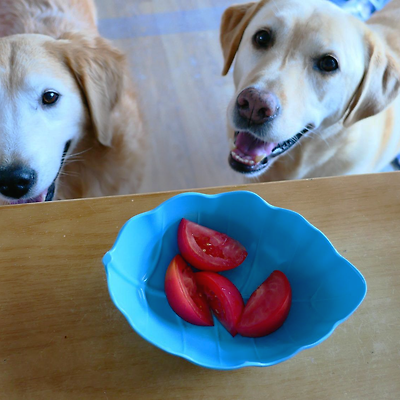 강아지는 토마토를 먹어도 될까요?