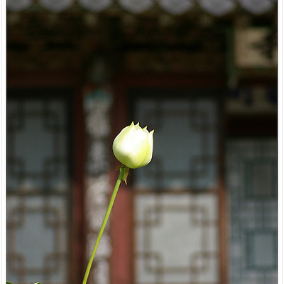 봉원사 연꽃 2012.07.28
