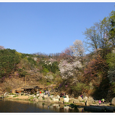 연희숲속쉼터 벚꽃 2011.04.23