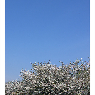 [K100D] 남산 벚꽃 2008.04.14