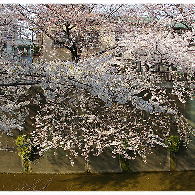 샤쿠지이 벚꽃 2009.04.03