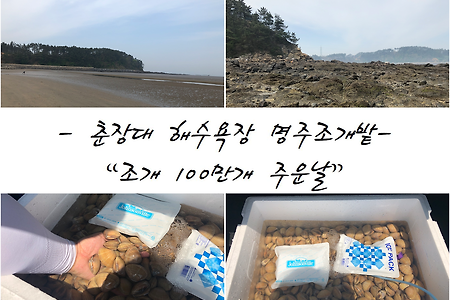 [춘장대 해수욕장 조개잡기 무료] 캠핑장 조개잡기