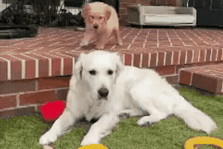 너무도 바빠보이는 댕댕이의 하루.gif