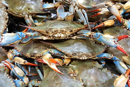 이탈리아 블루크랩 맛과 먹는방법