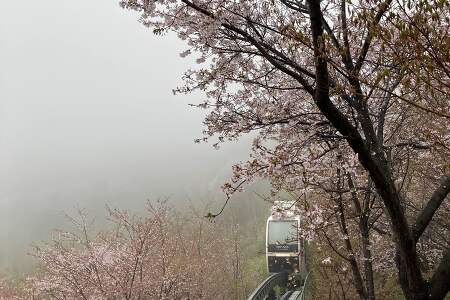 [경기 광주] 4월 비오는 화담숲, 떨어진 벚꽃과 피고 있는 수선화
