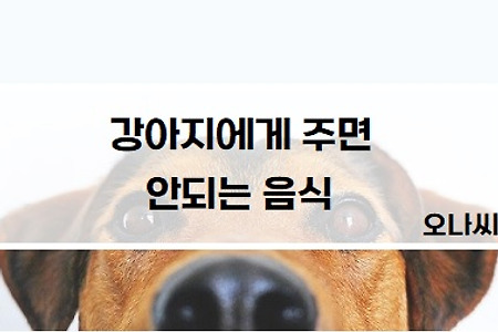 "강아지한테 주면 안되는 음식 14가지"