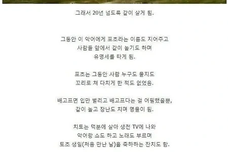 야생 악어를 구해주고 치료해준 결과.jpg