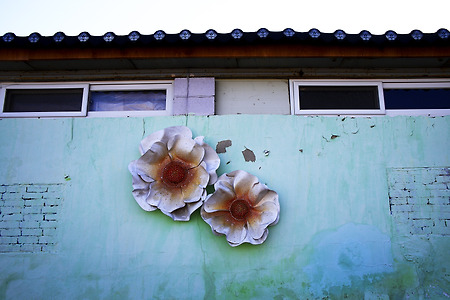벽에 핀 꽃 (신화마을. 2023.01.11.수)