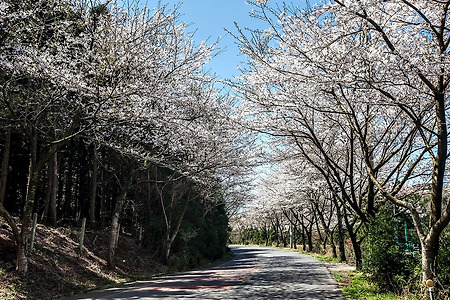 벚꽃동산 과 길