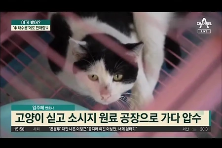 하다하다 고양이로 소시지 만드는 중국 ㄷㄷ.jpg