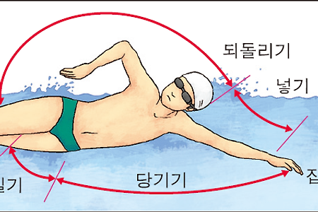 수영 배우는 순서 - 2주차 : 자유형(크롤) 자세 입문