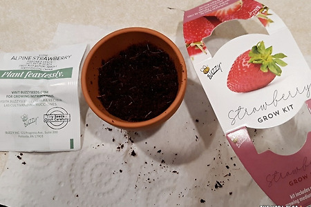Buzzy Strawberry Grow Kit 버지 딸기 키우기 키트