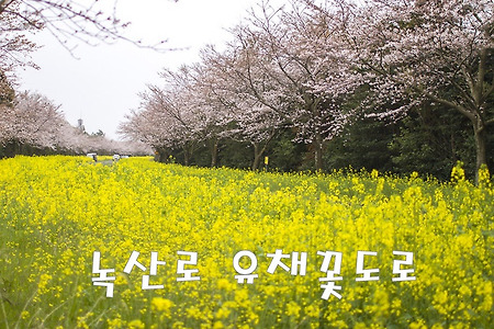 유채꽃, 벚꽃의 제주도 환상의 드라이브, 가시리 '녹산로 유채꽃도로'