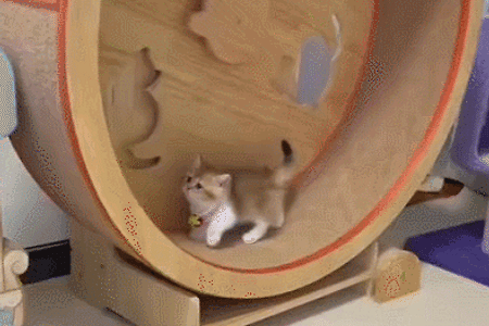 캣휠 타는 아깽이.gif