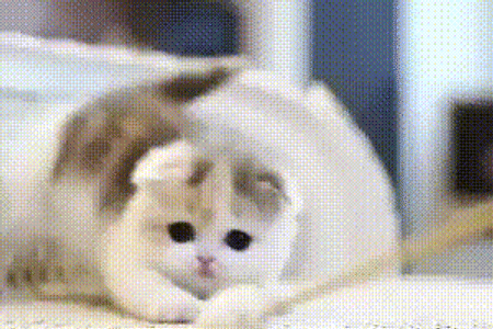 심장에 안좋은 맹수.GIF