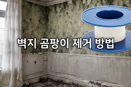 벽지 곰팡이 제거 방법 + 벽지 곰팡이를 반창고로 없애는 이유