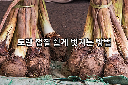 [토란 껍질 쉽게 벗기는 방법] 토란, 참마 껍질 제거 중 손이 간지러울 때 방법