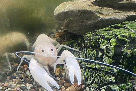 역변해버린 준성체 볼블이 2세