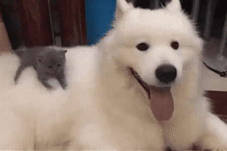 사모펀드 뒷자리에 탄 아기 고양이.GIF