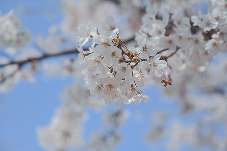 2022년 4월 9일 삼덕공원에서 꽃을 만나다.