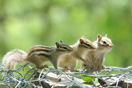 다람쥐 가족