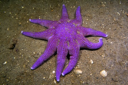 [120~121] 아쿠스타 Starmie 포켓몬스터 스케일월드