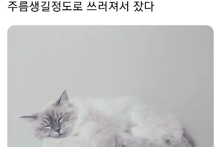 명절을 보내고 주인보다 더 피곤해하는 반려동물들