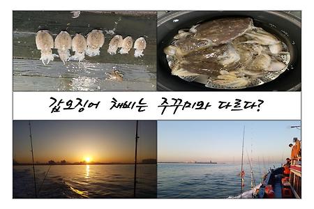 갑오징어 낚시 채비 방법은?