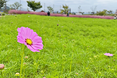 코스모스 🌸 핑크뮬리 장미🌹 국화 🌼가득한 창원 대산 플라워랜드