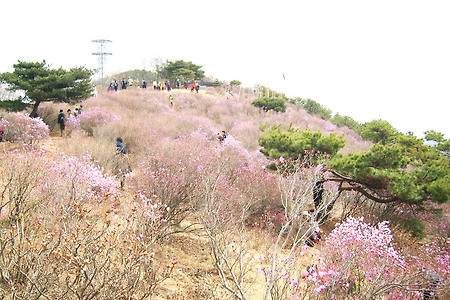 가현산 진달래축제~상주산