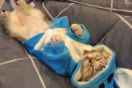 스티치 수면잠옷 입은 고양이