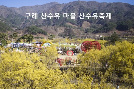 노란색 봄잔치, 구례 산수유마을 산수유축제
