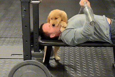 헬스장에 따라온 댕댕이.gif
